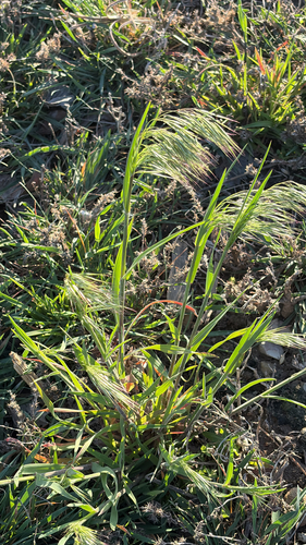 Cheatgrass