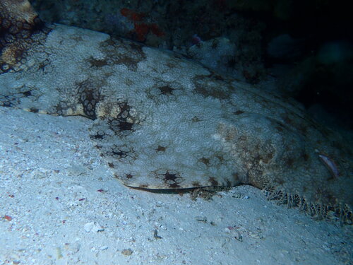 Eucrossorhinus dasypogon