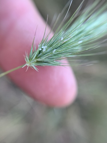 Echinopogon nutans observed 2026-04-11