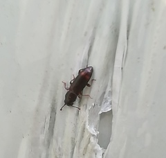 Rhizophagus bipustulatus