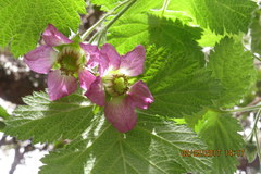 Rubus hawaiensis