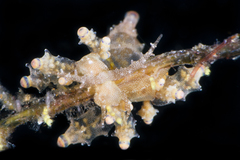 Eubranchus rubropunctatus