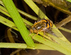 Parhelophilus obsoletus