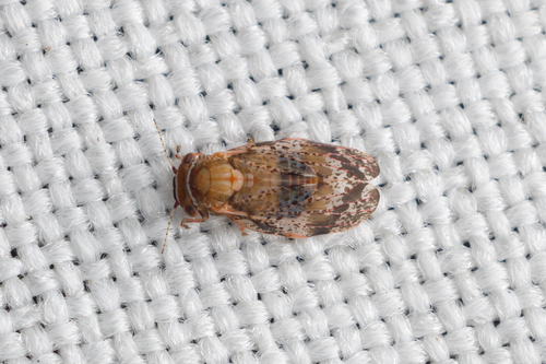 Dasypsylla brunnea, 2026-04-12