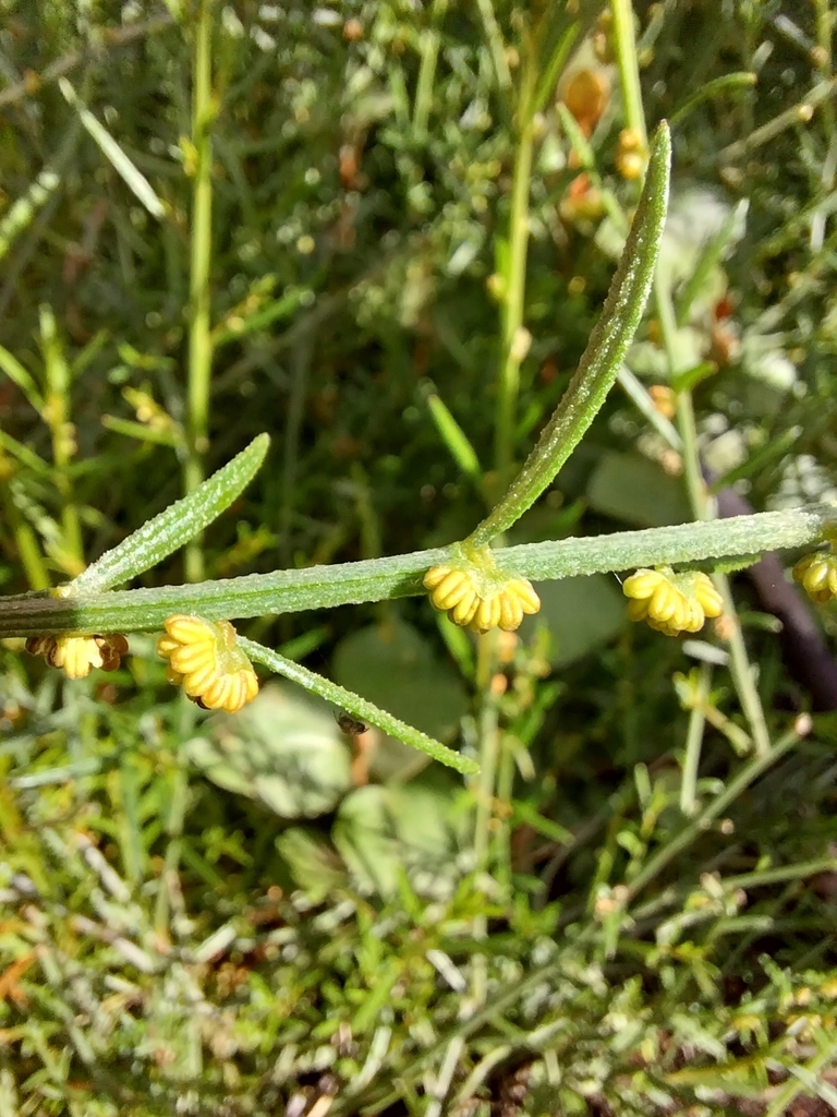 Broom Wheel-fruit