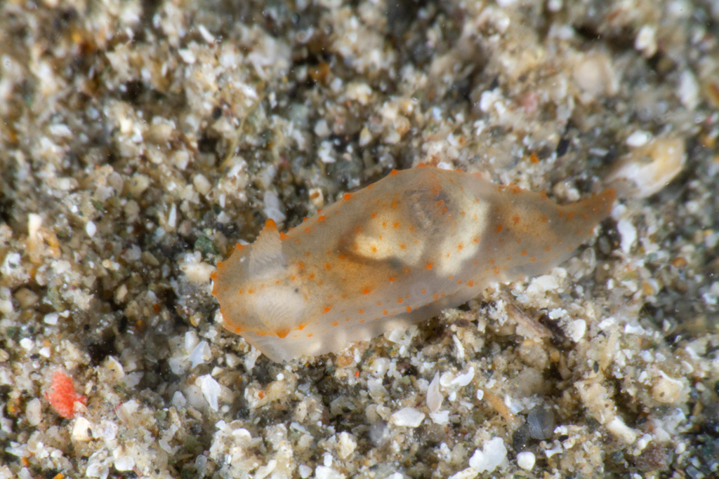 Gymnodoris brunnea
