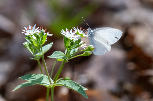West Virginia White photo 3