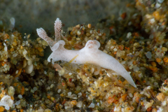 Trapania lemnalioides