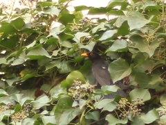 Turdus merula
