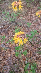Rhododendron austrinum
