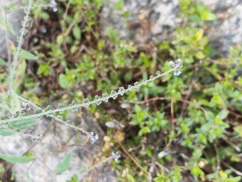 Cynoglossum lanceolatum iNat (2)