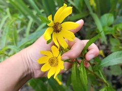 Bidens laevis, photograph (c) Clara (Clari), some rights reserved (CC BY-SA)