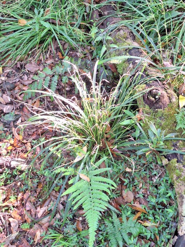 Carex dolichostachya observed 2026-04-12