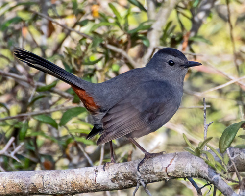 Gray Catbird photographed in Florida