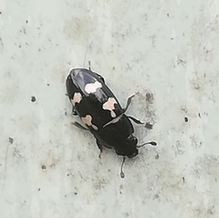 Glischrochilus quadriguttatus