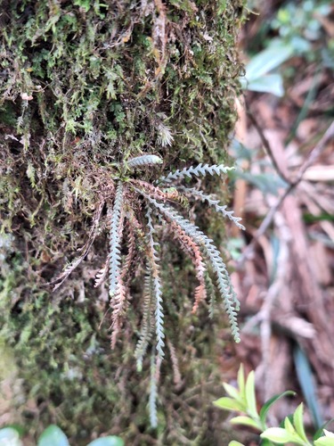 Micropolypodium okuboi iNat (2)