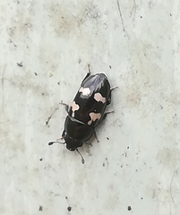 Glischrochilus quadriguttatus