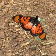 Acraea acara