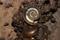 Planorbis carinatus