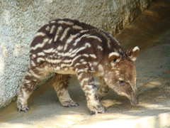 Mountain Tapir photo 3