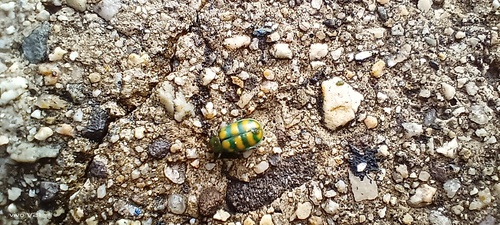 Banded Cucumber Beetle (Diabrotica balteata)