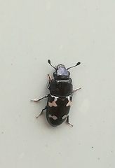 Glischrochilus quadriguttatus