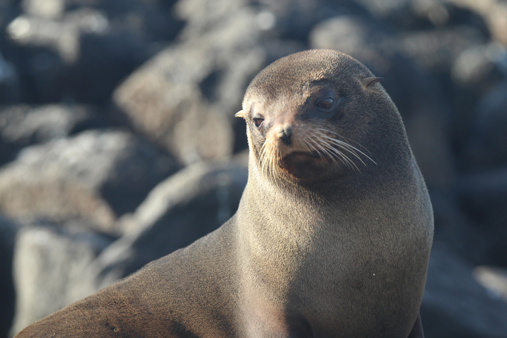 Galápagos Fur Seal