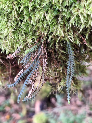 Micropolypodium okuboi iNat (1)