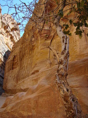 Ficus palmata