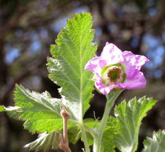 Rubus hawaiensis