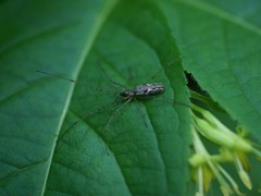 Tetragnatha