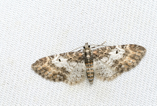 Eupithecia yoshimotoi