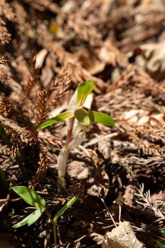 Noble Orchid