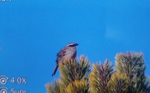 Striped Sparrow