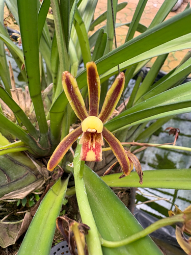 Cymbidium mannii