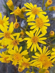 Senecio rudbeckiifolius