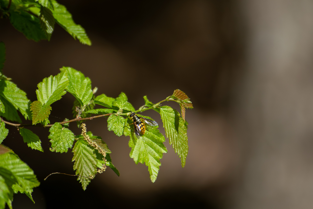 Timber Fly Spotted Wood Fly in April 2026 by Caleb Taylor · iNaturalist