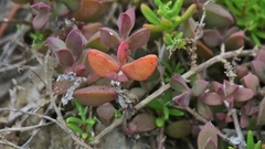 Delosperma patersoniae