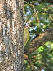Picus xanthopygaeus