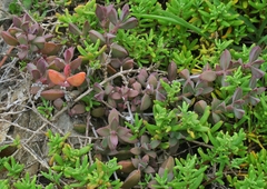 Delosperma patersoniae