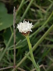 Baccharis juncea
