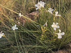 Barleria pretoriensis