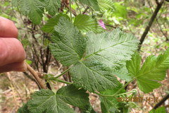 Rubus hawaiensis