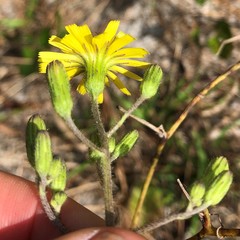 Hieracium megacephalon