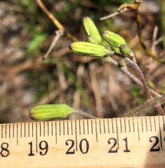 Hieracium megacephalon