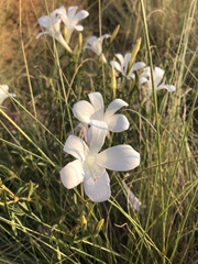 Barleria pretoriensis