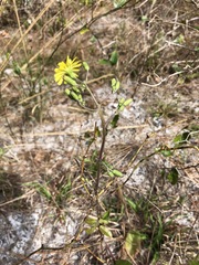 Hieracium megacephalon