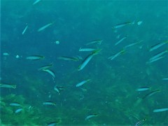 Trachinops noarlungae