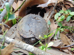 Kinosternon subrubrum hippocrepis