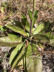 Hieracium megacephalon